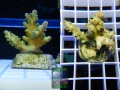 Acropora sp.-7 `hellgruen´_S