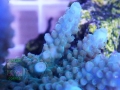 3_Acropora `marineblau´_makro