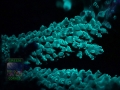 4_Acropora `marineblau´_Fluoreszenz