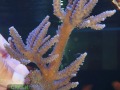 Acropora marineblau´ XL