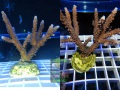 Acropora-sp.8marineblau´_M-WYSIWYK
