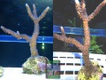 Acropora_sp. `marineblau´_L