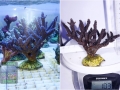 Acropora `marineblau´ L
