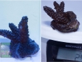 Acropora `marineblau´ S