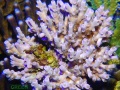 Acropora sp. `hellblau´_Mutterkolonie