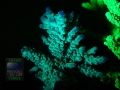4_Acropora sp. `hellblau´_Fluoreszenz
