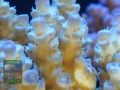 Acropora sp. `hellblau´_makro