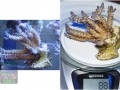 Acropora sp. `hellblau´_L