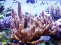 2_Acropora hyacinthus `pink´_Mutterkolonie