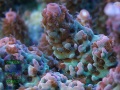 3_Acropora hyacinthus `pink´_makro