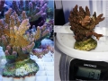 Acropora `hyacinthus `pink´_XL