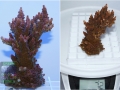 Acropora `hyacinthus pink_L