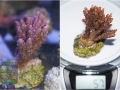 Acropora hyacinthus `pink´_M
