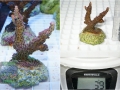 Acropora sp. `hyacinthus pink´ _S