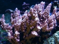 2_Acropora sp. `pink´_Mutterkolonie