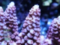 3_Acropora sp. `pink´_makro