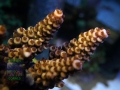 3_Acropora sp. `pink´_makro