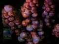4_Acropora sp. `pink´_Fluoreszenz