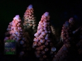 4_Acropora sp. `pink´_DSC06179