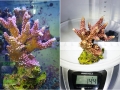 Acropora sp..`pink´_L