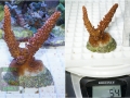 Acropora sp. `pink´_M