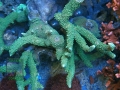 2_Acropora formosa `grün´_DSC06697