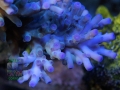 3_Acropora echinata `blau´_DSC06859
