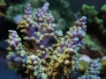3_Acropora horrida `braun´_DSC06864