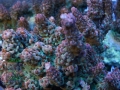 3_Acropora hyacinthus `pink´ DSC06829