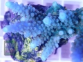 3_Acropora sp. `blau´_DSC02541