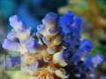 3_Acropora sp. `hellblau´_DSC06527