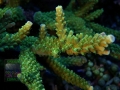 3_Acropora tumida `Enzmann´_DSC06514