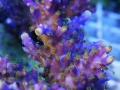 3_Acropora valida `violett´_DSC06834