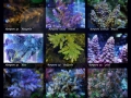 Acropora Fotoraster DinA4 k WZ