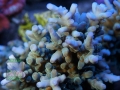 Acropora echinata `türkis´ DSC06616