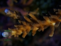 Acropora sp. `blaugrün´ DSC06673