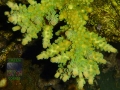 Acropora sp. `hellgrün´ P1160102