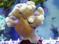 Porites sp. DSC09918
