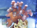 m1_Stylophora pistillata `creme´_DSC08692