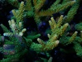 2_Acropora-tumida-Enzmann´_Mutterkolonie