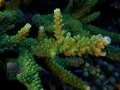 3_Acropora tumida `Enzmann´_makro