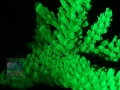 4_Acropora tumida `Enzmann´_Fluoreszenz