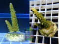 Acropora tumida `Enzmann´ S