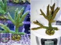 Acropora tumida `Enzmann´ L