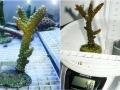 Acropora tumida `Enzmann´ M