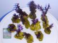 Acropora-echinata-blau´-S-M-L-P1160721