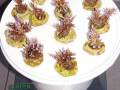 Acropora-echinata-tuerkis´-S-M-DSC02226