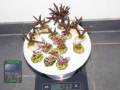 Acropora-echinata-tuerkis´-blau´-A.-sp.-marineblau´-S-DSC02948