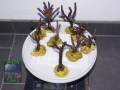 Acropora-sp.-marineblau´-M-DSC02350