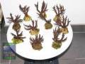 Acropora-sp.-marineblau´-M-DSC07360